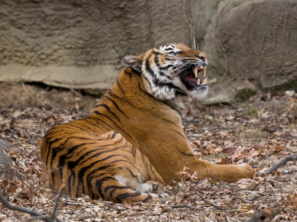 tigre de malaisie