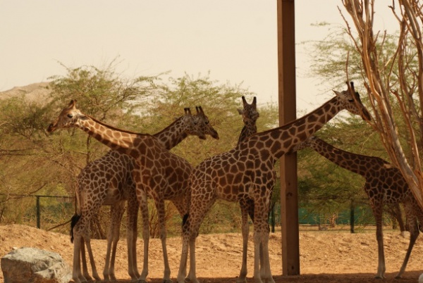 Girafe de Nubie
