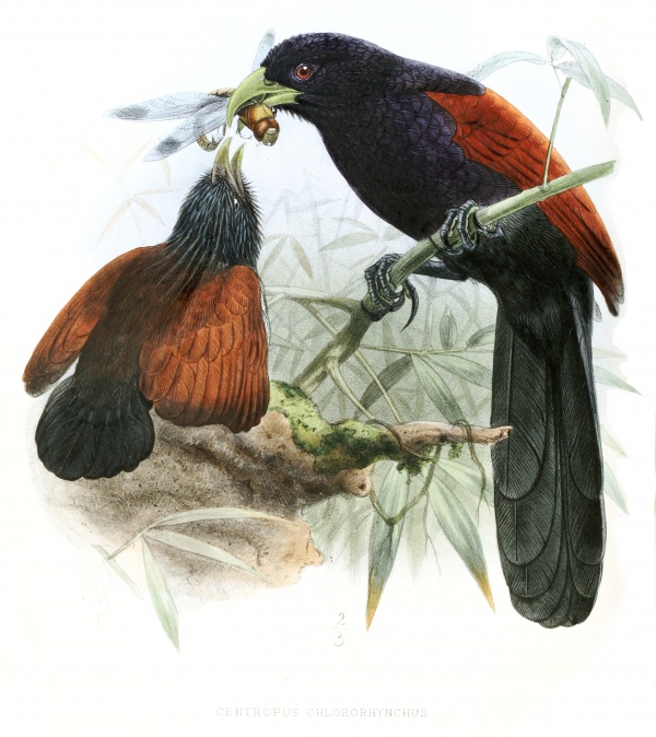 Coucal de Ceylan