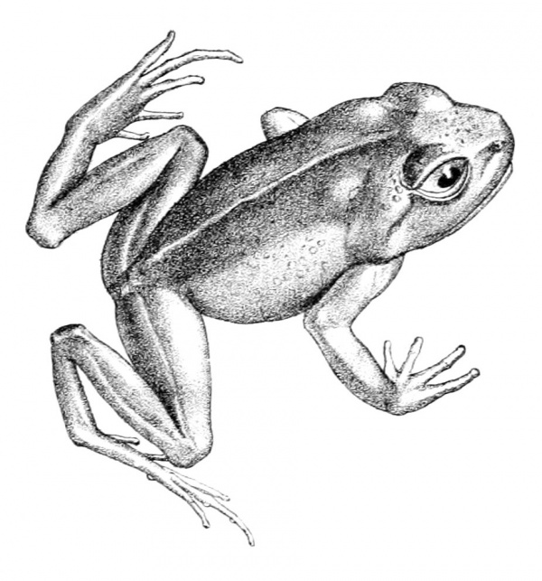 Island Spiny-chest Frog
