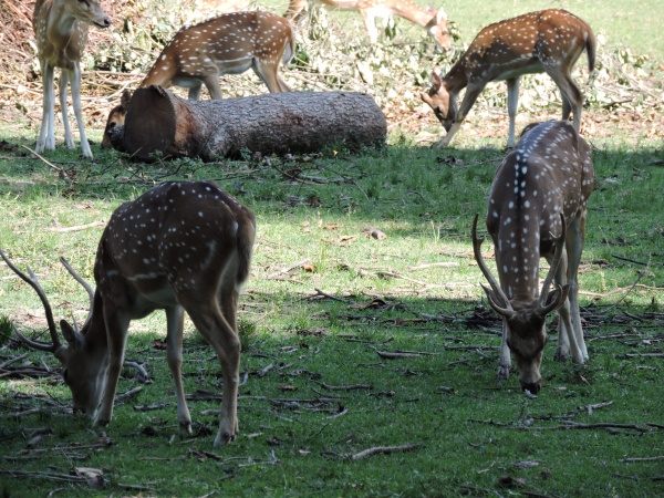 Spotted Deer, Chital, Axis