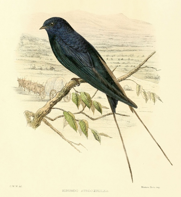 blue swallow