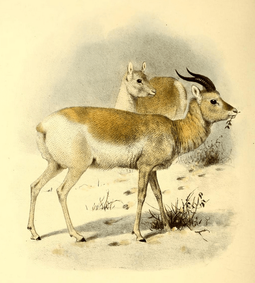 Mongolische Gazelle