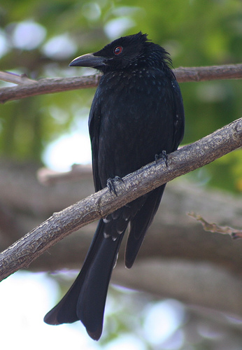 Drongo