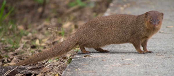 Javan mongoose