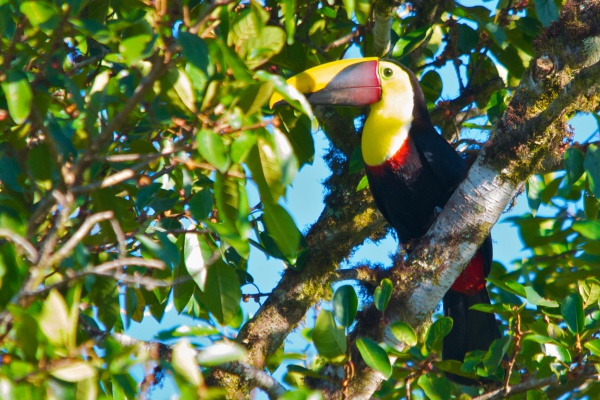 yellow throated toucan