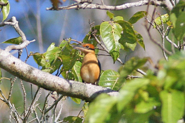 cinnamon banded kingfisher