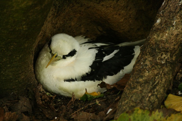 Weißschwanz-Tropikvogel