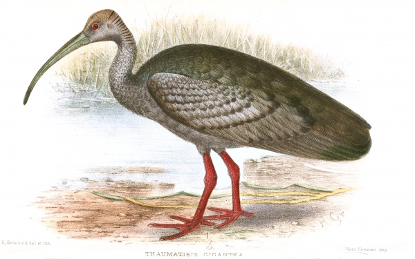 ibis geant
