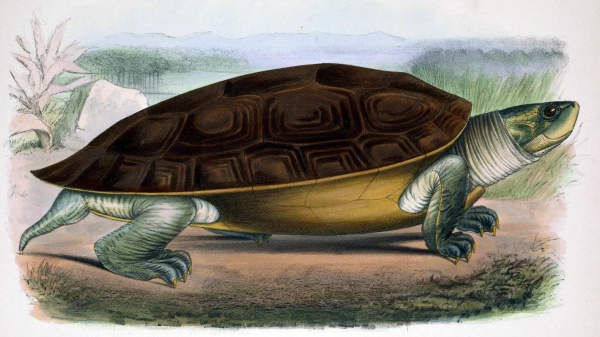 Nördliche Batagur-Schildkröte