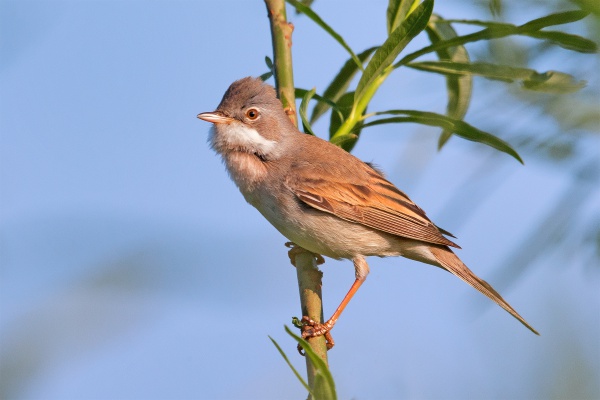 Fauvette grisette