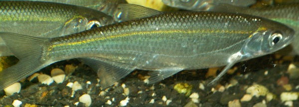 Alburnus alburnus