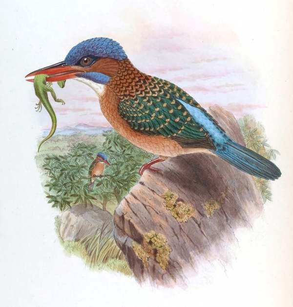 Hombron's kingfisher