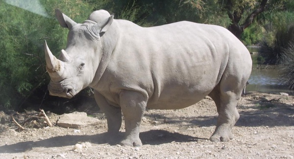 rhinoceros blanc