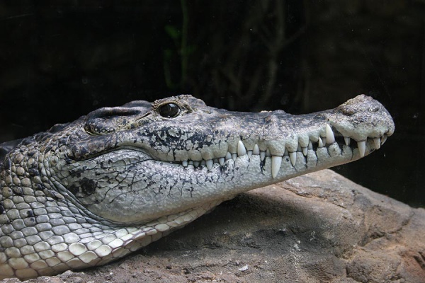 crocodile de nouvelle guinee