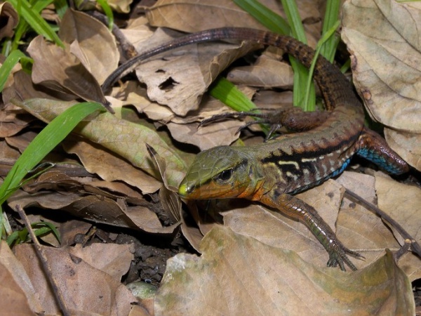 Middle American Ameiva
