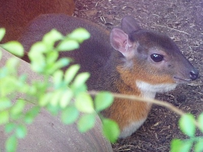 Royal antelope