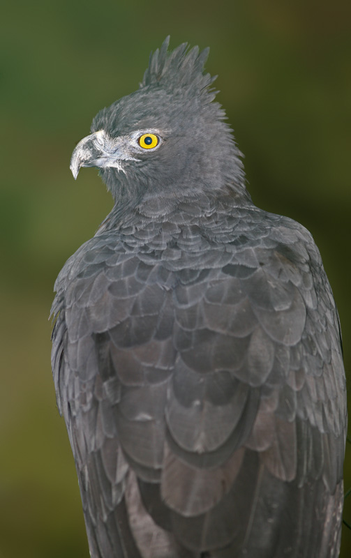 black and chestnut eagle