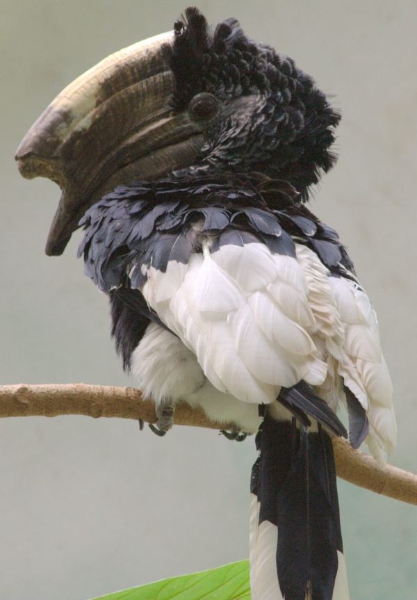 black and white casqued hornbill
