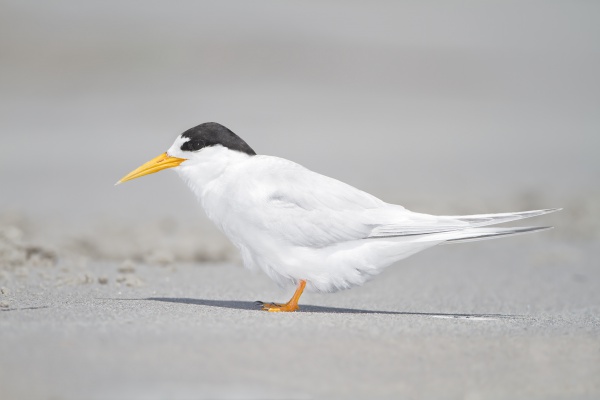 Fairy tern