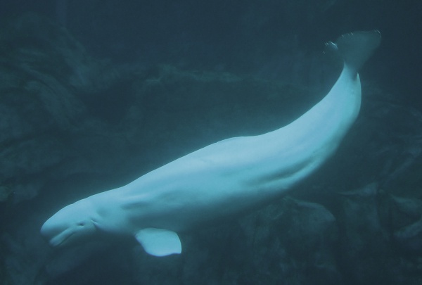 Beluga Whale - Wildlife in Greenland