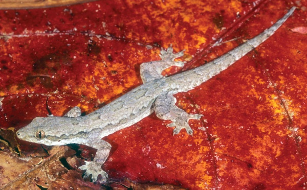 Flat-tailed house gecko