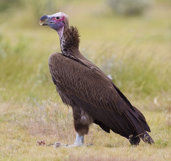 lappetfaced vulture