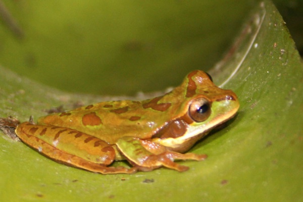 Smilisca phaeota
