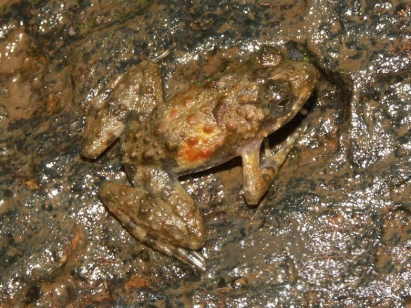 Phrynobatrachus calcaratus