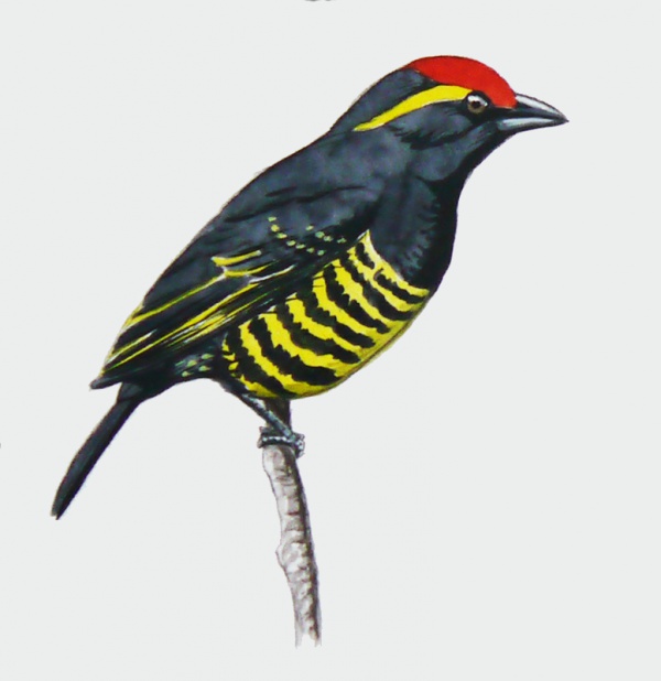 yellow spotted barbet