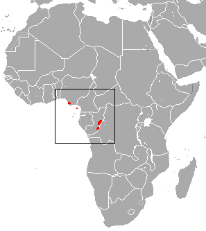 Central (Zanzibar) Red Colobus