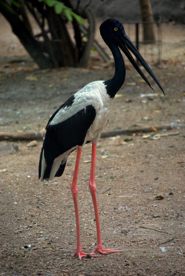 blacknecked stork