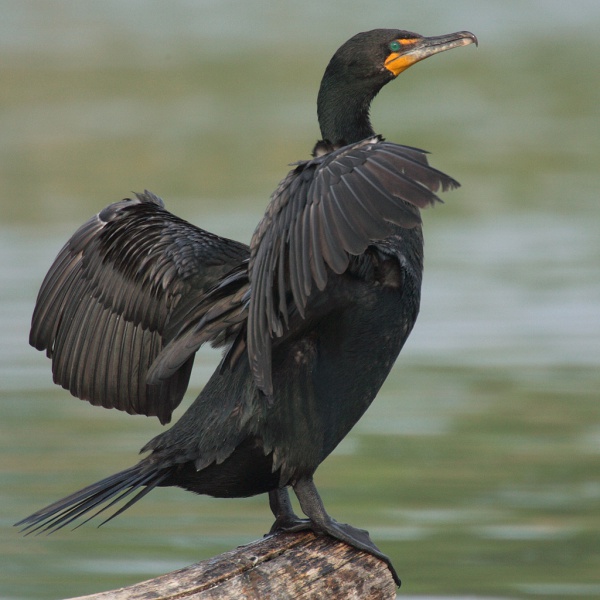 cormoran a aigrettes