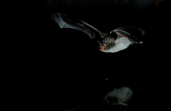 longfingered bat