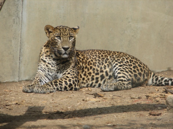 sri lanka leopard