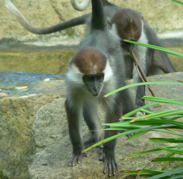 collared redcapped mangabey