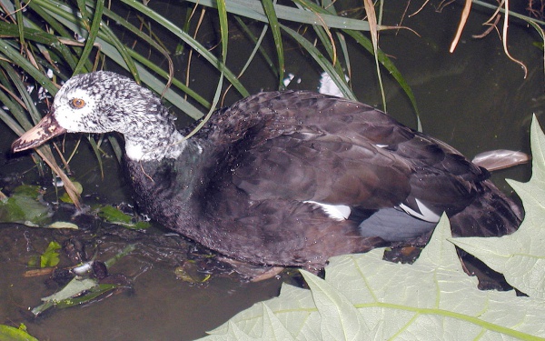White-winged duck