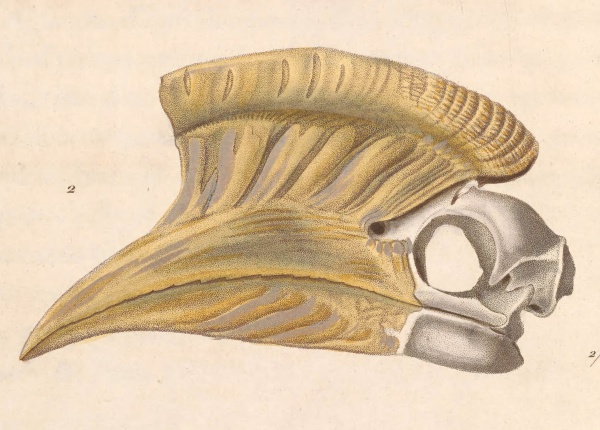 Brown-cheeked hornbill