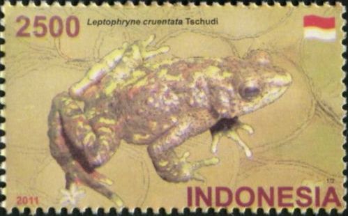 Leptophryne cruentata