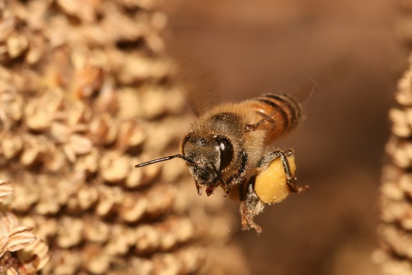 Honigbienen
