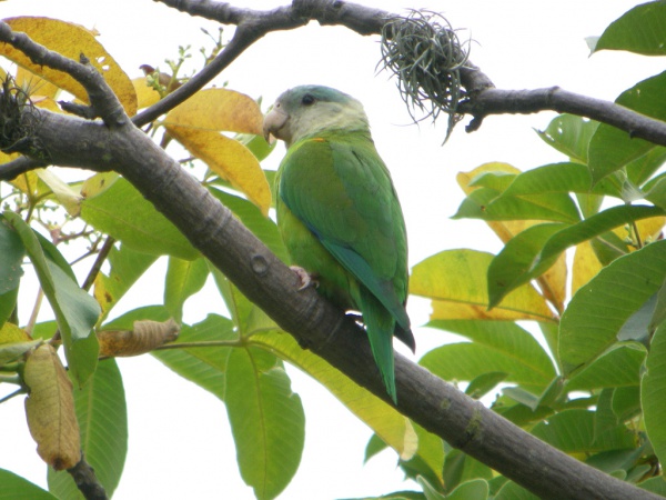 Grey-cheeked parakeet