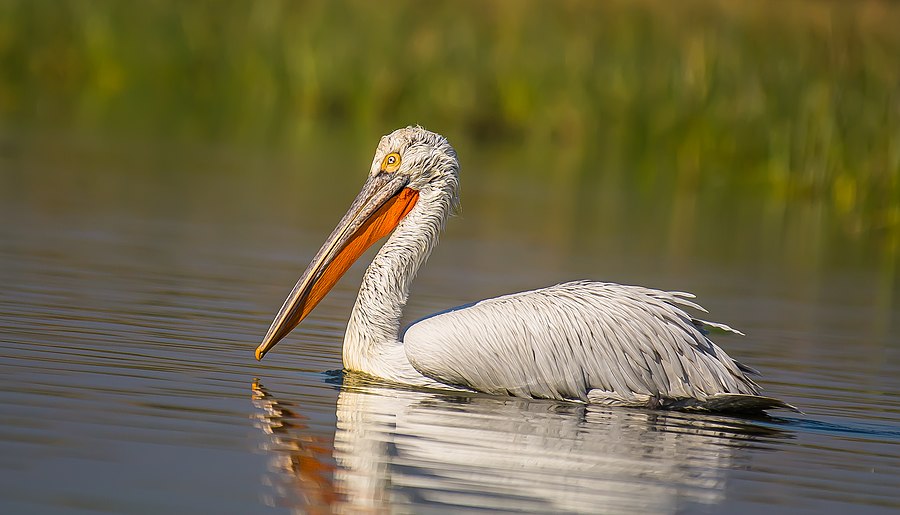 pelican frise