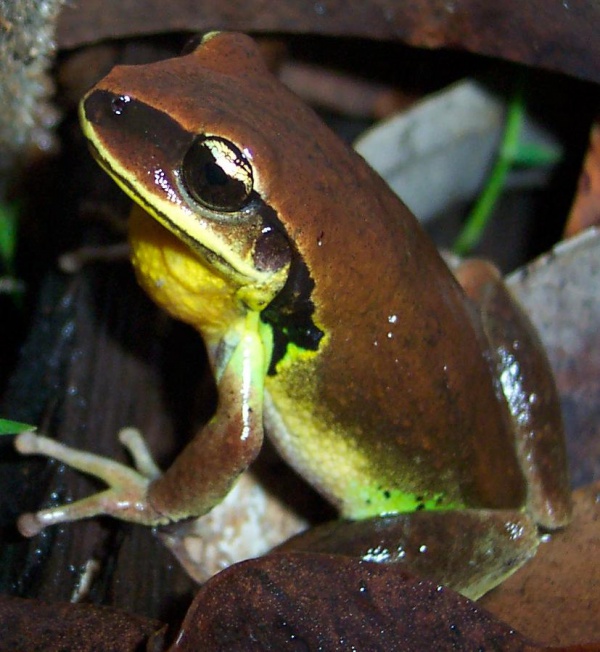 Green-thighed frog