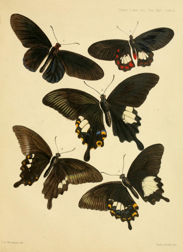 Papilio sataspes
