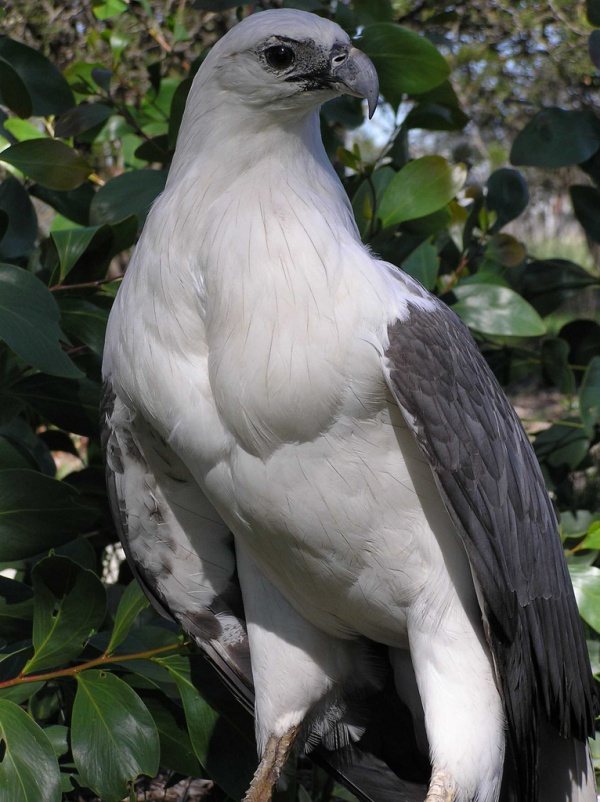 whitebellied sea eagle