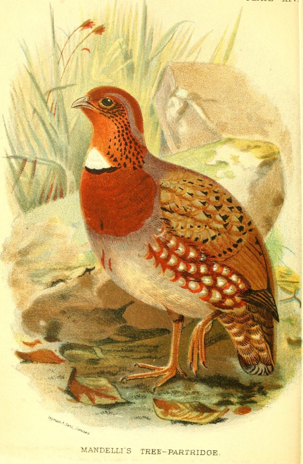 chestnutbreasted partridge