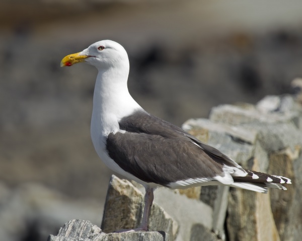 great blackbacked gull