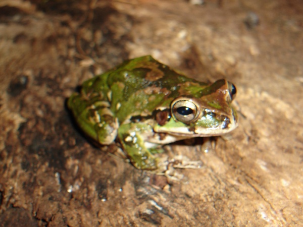 Common Mexican tree frog