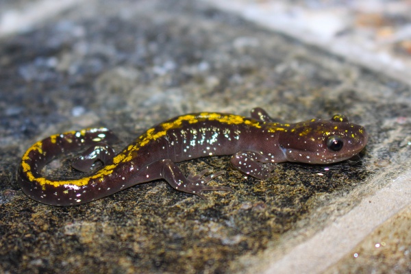 Long-toed salamander