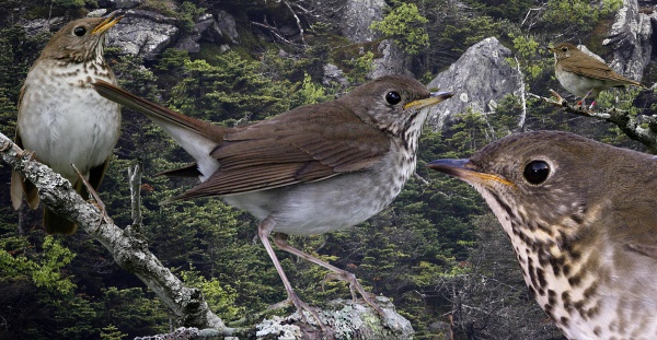 Bicknell's thrush